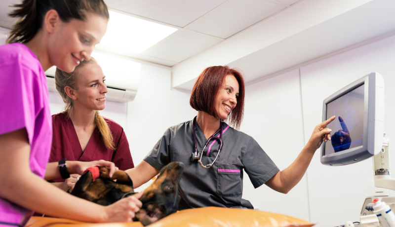 Veterinary